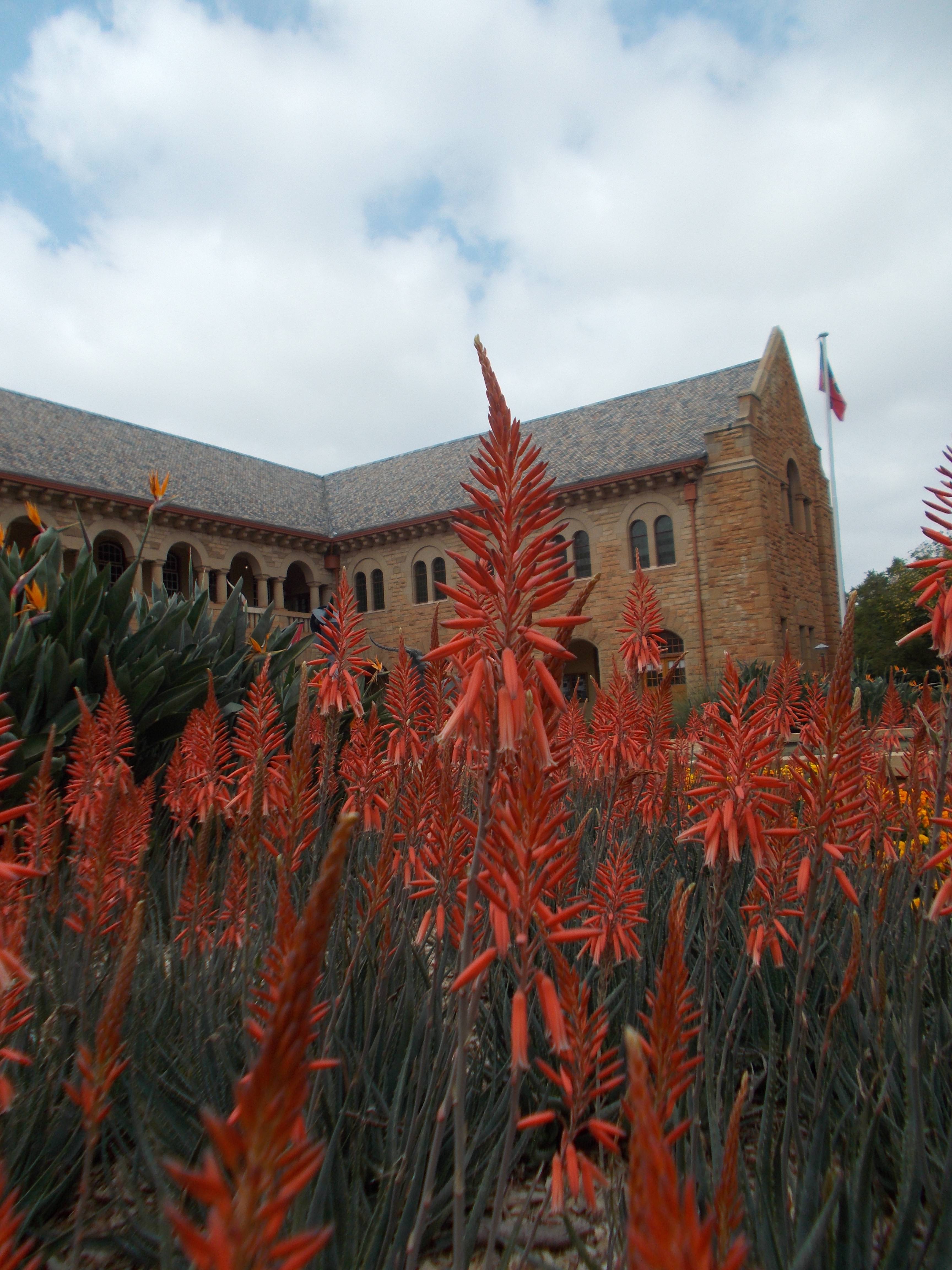 UP Aloes on the Campus