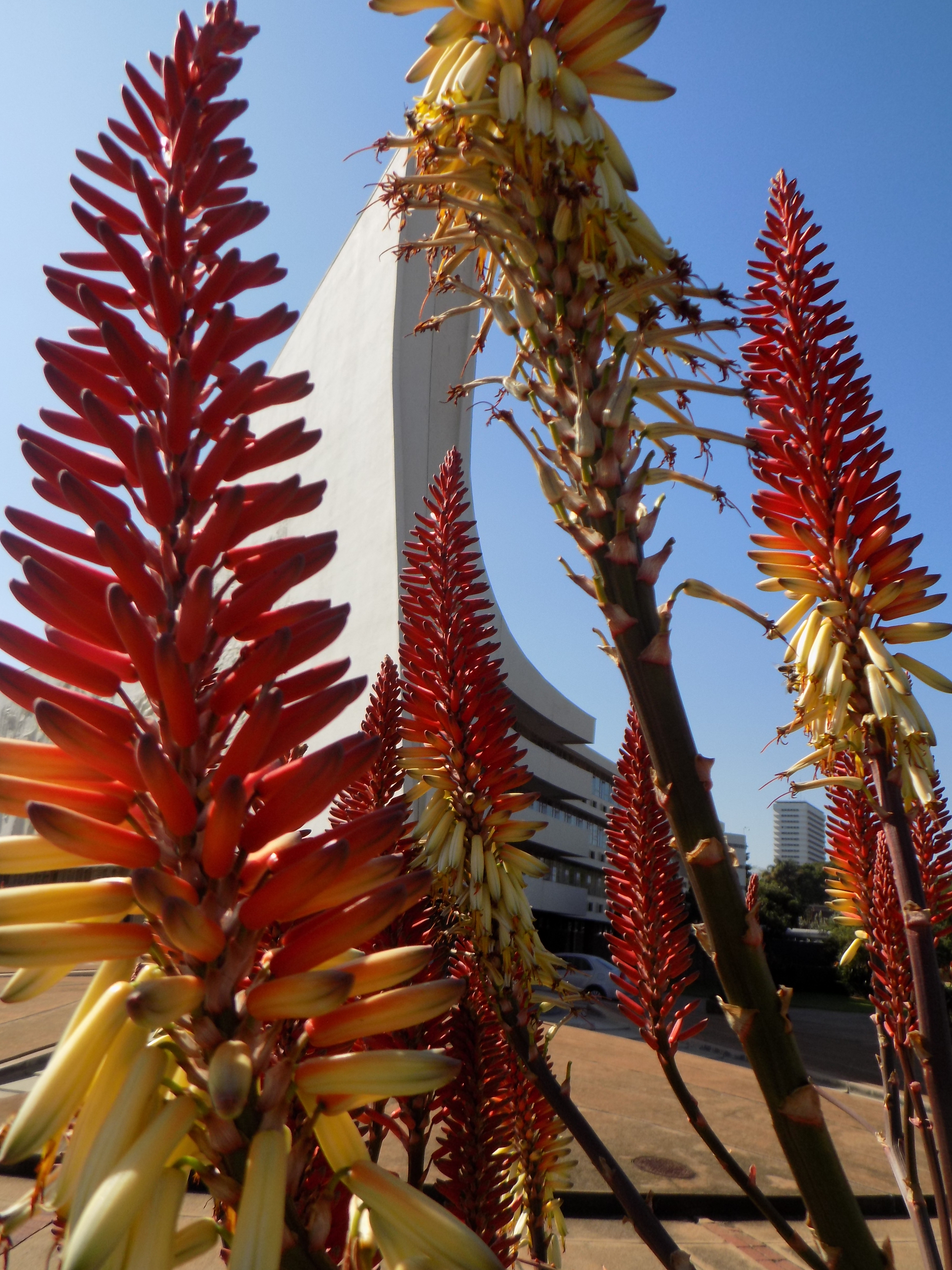 UPAloes at the Admin Building